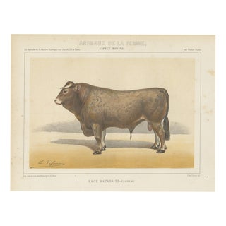 Olivier De Penne, Bazadaise Bull, French Cattle, 1863, Chromolithograph For Sale
