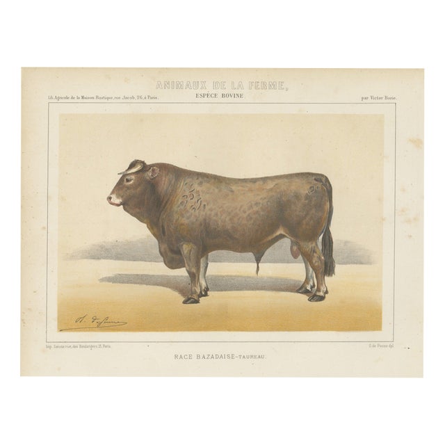 Olivier De Penne, Bazadaise Bull, French Cattle, 1863, Chromolithograph For Sale