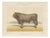 Olivier De Penne, Bazadaise Bull, French Cattle, 1863, Chromolithograph For Sale