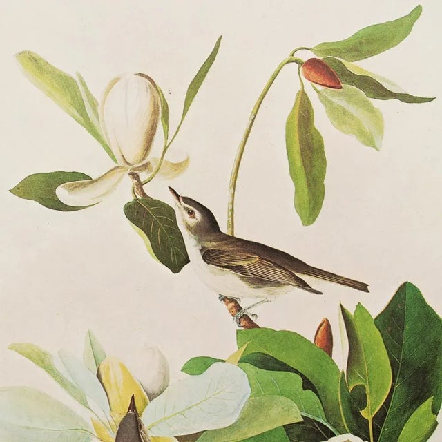 1960s 1966 Vintage Cottage Print "Warbling Vireo" After John James Audubon For Sale - Image 5 of 10