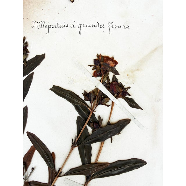 Oversized Antique French Herbarium Specimens – Set of 8 | Original 19th Century Pressed Botanical Collection From Paris For Sale - Image 17 of 17
