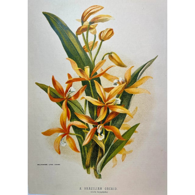 Antique Botanical Print From England Showcasing an Orange Brazilian Orchid Flower With Green Foliage -Circa 1892. Print...