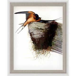 Audubon 9, Framed Artwork For Sale
