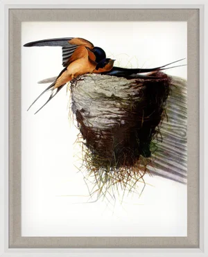 Audubon 9, Framed Artwork