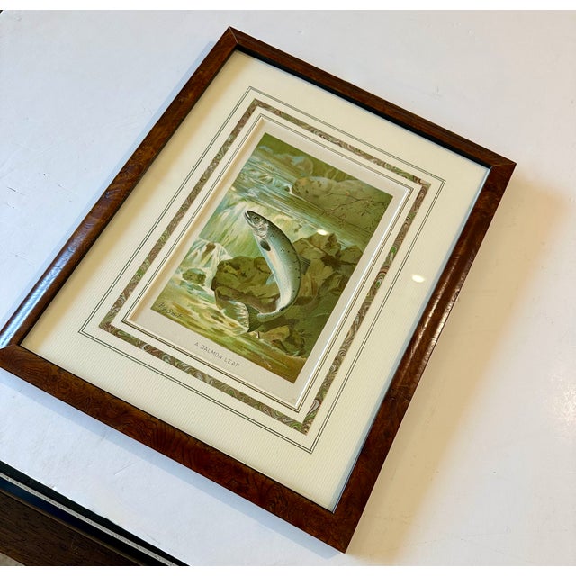 Salmon Leap Antique Sporting Fish Print, Circa 1899, Framed For Sale - Image 4 of 4