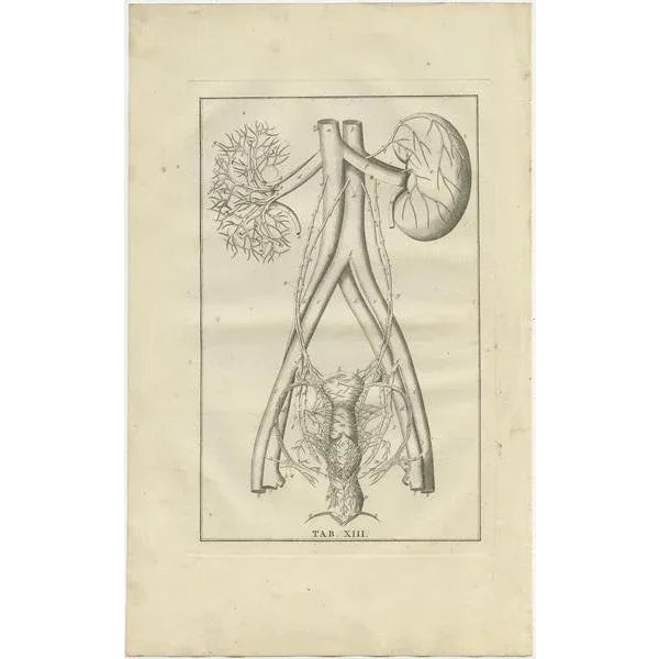 Antique anatomy print of the endocrine system showing kidneys, the uterus and more. This print originates from 'De...
