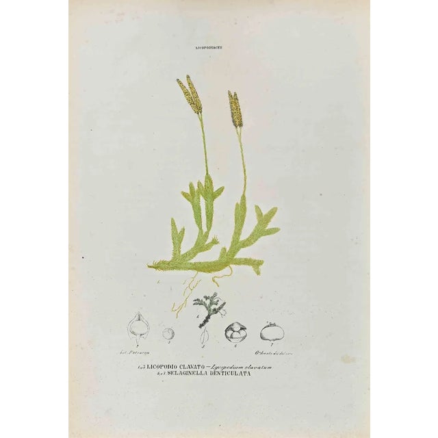 Vincenzo Tenore, The Lycopodiaceae, Lithograph, 1870s For Sale