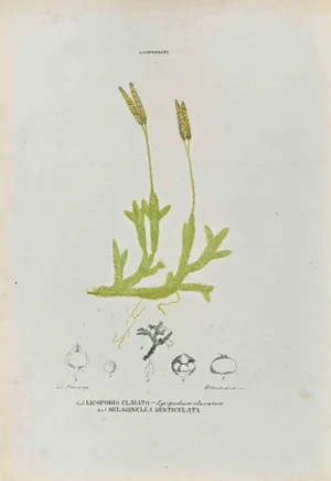 Vincenzo Tenore, The Lycopodiaceae, Lithograph, 1870s