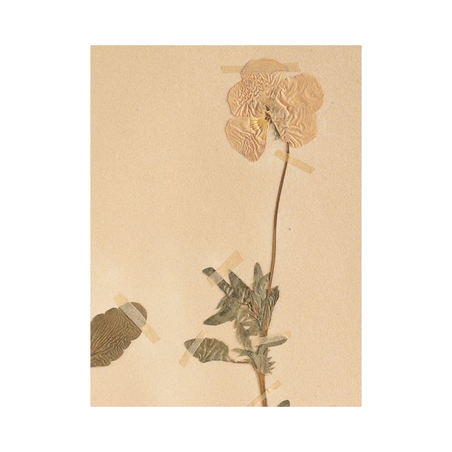 Vintage Swedish Herbarium - Viola, Circa 1931 For Sale - Image 4 of 5