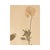 Vintage Swedish Herbarium - Viola, Circa 1931 For Sale - Image 4 of 5