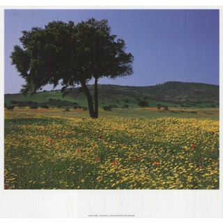 Archiv Kiedrowski Tuscany, Italy, 2009 For Sale