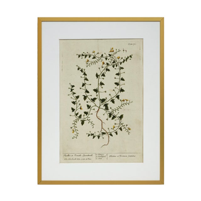 18th C Botanical Engraving Set 6 Framed Antique Botanical Wall Art Elizabeth Blackwell Prints Traditional & English Country Decor - Set of 6 For Sale - Image 4 of 10