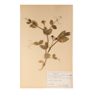 Vintage Swedish Herbarium - Sweet Pea, Circa 1958 For Sale