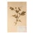 Vintage Swedish Herbarium - Sweet Pea, Circa 1958 For Sale
