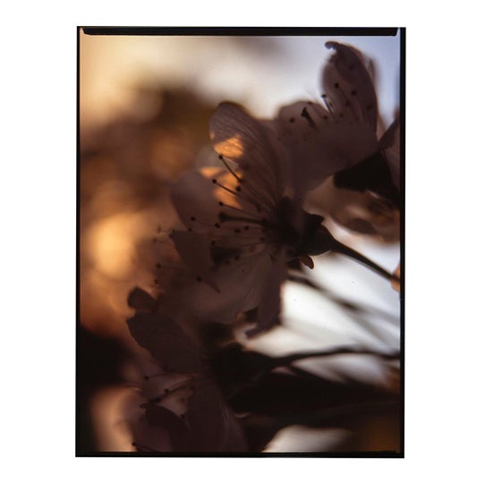 Paul Cooklin, Sunset, Edition of 50 For Sale