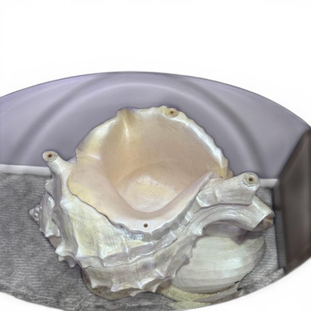 Coffee 1970s Monumental Nautilus Seashell Side/Coffee Table For Sale - Image 8 of 9
