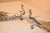 Metal Pair of Signed Sterling Silver Peacock Dishes From Gorham, Circa 1920 For Sale - Image 7 of 12