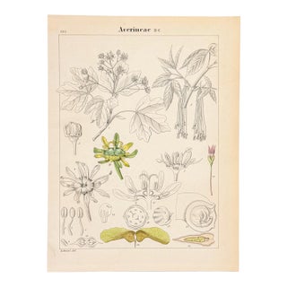 Scientific Maple Anatomy Lithograph | Hand-Colored Antique Botanical Print For Sale