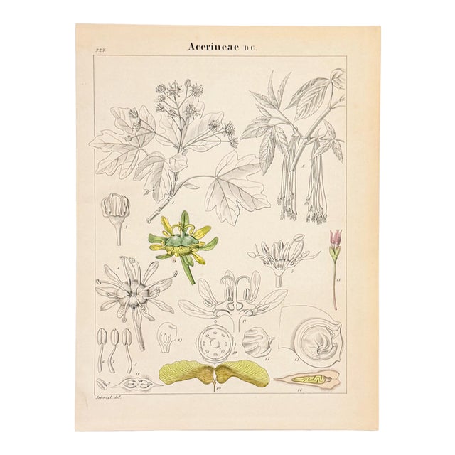 Scientific Maple Anatomy Lithograph | Hand-Colored Antique Botanical Print For Sale