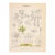Scientific Maple Anatomy Lithograph | Hand-Colored Antique Botanical Print For Sale