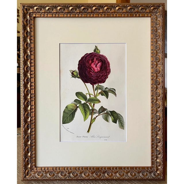 Original Antique French Floral Botanical the Roses of Provence by Van Houtte Circa 1850 For Sale In New York - Image 6 of 6