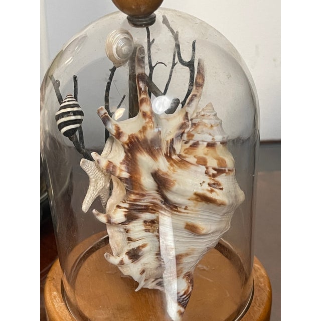 Set of 3 pics. Marine life natural specimens- sea shells, urchins, sea whips.