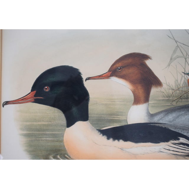 Mid 20th Century Hand-Colored C1900s Lithograph of Two Waterfowl Ducks, Framed For Sale - Image 4 of 6