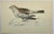 Antique Hand Colored Bird Print From England Showcasing a Snow Bunting - Circa 1888. Print measures 7 3/8” W x 5” T Print...