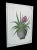 Original Botanical Floral Tropical Bromeliad Plant Painting For Sale In Charlotte - Image 6 of 10