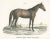 Carl Joseph Brodtmann, Nubian Horse, 1827, Paper For Sale