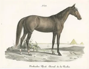 Carl Joseph Brodtmann, Nubian Horse, 1827, Paper