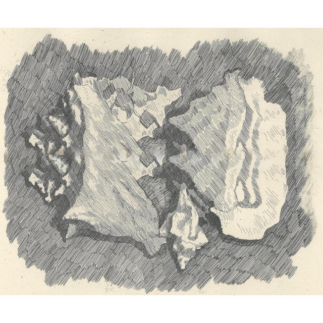 Giorgio Morandi, Still Life with Shells, 1930-1957, Lithograph For Sale - Image 3 of 7