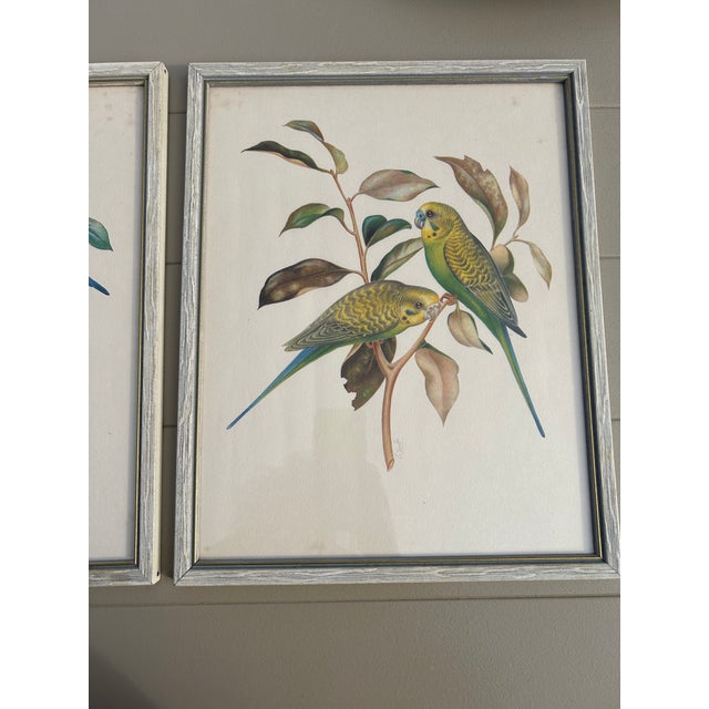 Collection of 4 Parakeet / Budgies Framed Prints by Artist E. Serton. lithograph? Classic Colorful Botanical Parakeet /...