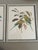 Collection of 4 Parakeet / Budgies Framed Prints by Artist E. Serton. lithograph? Classic Colorful Botanical Parakeet /...