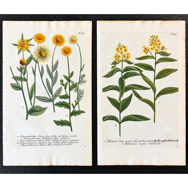 Illustration Pair of 18th-Century Hand-Colored Botanical Marigolds & Loosetrife Engravings by Johann Wilhelm Weinmann, C. 1740 For Sale - Image 3 of 5