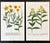 Illustration Pair of 18th-Century Hand-Colored Botanical Marigolds & Loosetrife Engravings by Johann Wilhelm Weinmann, C. 1740 For Sale - Image 3 of 5