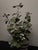 Hand Painted Tole Geranium in Pot For Sale - Image 6 of 10