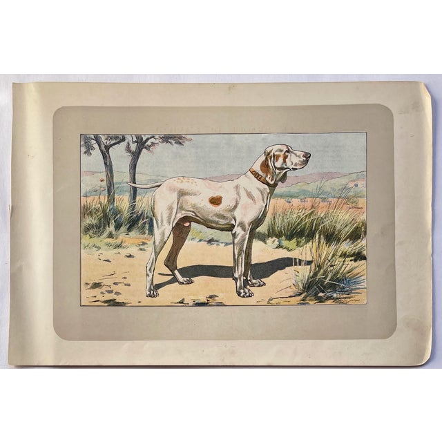 These handsome photogravure printed pages are illustrated by P. Mahler, a German artist. The subject is hunting dogs....