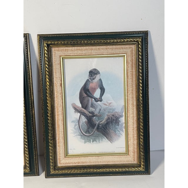 Paper 1960s Hanhart Manley Macacus Chromolithographs - Set of 2 For Sale - Image 7 of 7