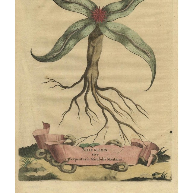 This original old hand-coloured antique print depicts Sagittaria Sagittifolia, known as "arrowhead." It originates from...
