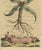 This original old hand-coloured antique print depicts Sagittaria Sagittifolia, known as "arrowhead." It originates from...