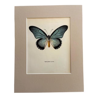 Vintage 1965 Butterfly Print in 11x14 Mat: Papilio Zalmoxis (Hewitson), EUC For Sale