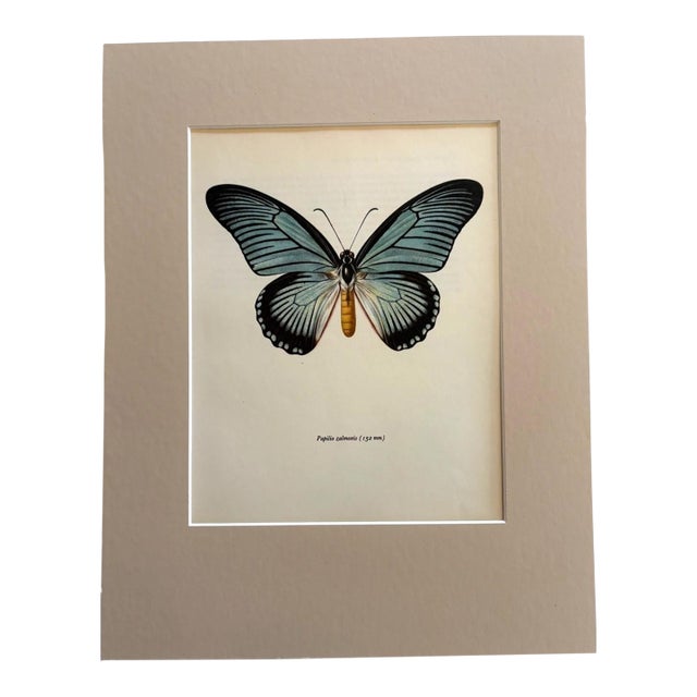 Vintage 1965 Butterfly Print in 11x14 Mat: Papilio Zalmoxis (Hewitson), EUC For Sale