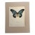 Vintage 1965 Butterfly Print in 11x14 Mat: Papilio Zalmoxis (Hewitson), EUC For Sale
