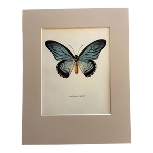 Vintage 1965 Butterfly Print in 11x14 Mat: Papilio Zalmoxis (Hewitson), EUC