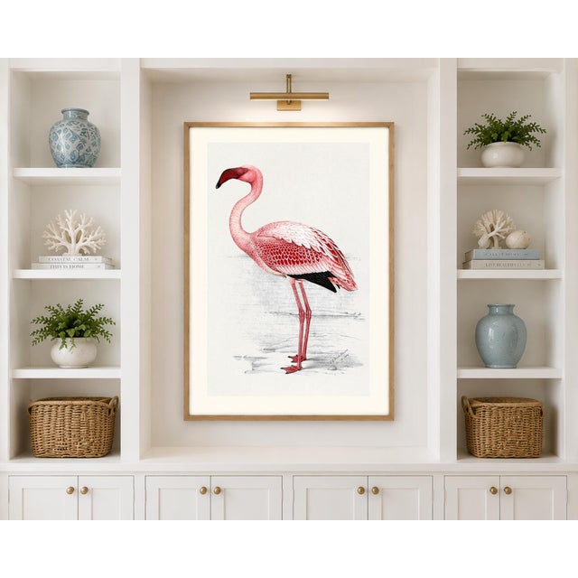 Illustration Lesser Flamingo by C. G. Finch-Davies, Vintage Reproduction Bird Art Print, 32" × 48" For Sale - Image 3 of 10