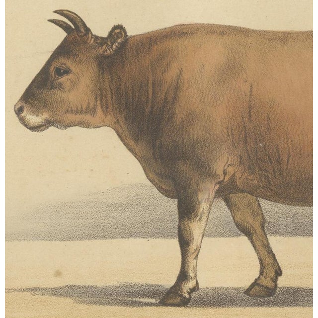 19th Century Olivier De Penne, Algerian Cow, North African Cattle, 1863, Chromolithograph For Sale - Image 5 of 9
