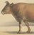 19th Century Olivier De Penne, Algerian Cow, North African Cattle, 1863, Chromolithograph For Sale - Image 5 of 9
