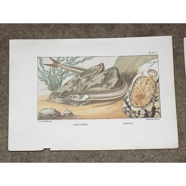 Realism Antique 19th Century Sea Creature Lithographs--Set of 7 For Sale - Image 3 of 9