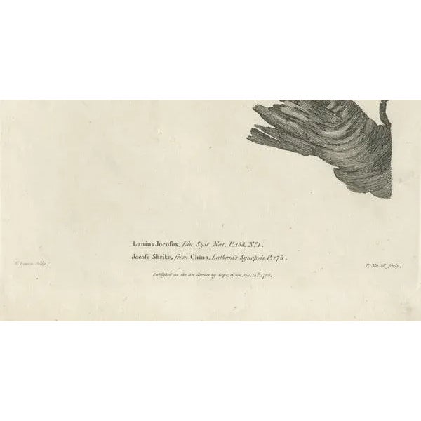 The Red-Whiskered Bulbul, 1788, Paper For Sale - Image 4 of 7